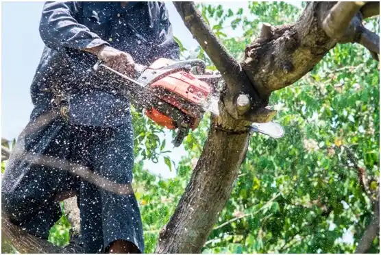 tree services Goose Creek